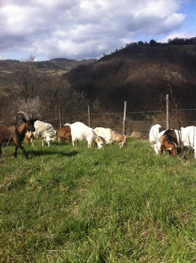 Villa Agriturismo Il Covo Del Solengo Valtopina Exterior foto